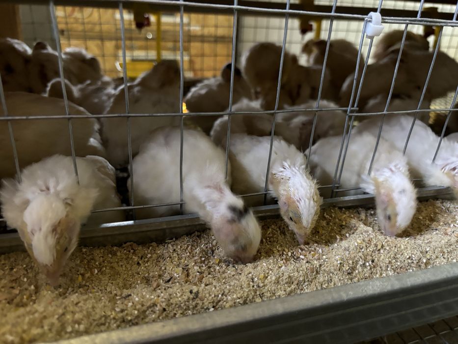 Перепілка несучка та  підрощені «техасець»