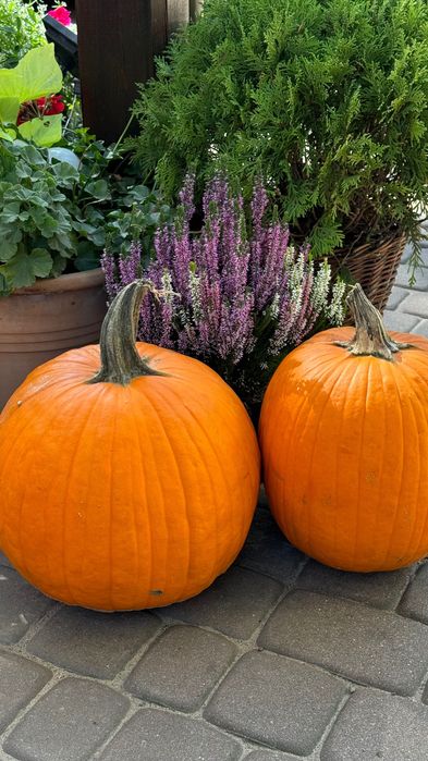 Dynia na halloween