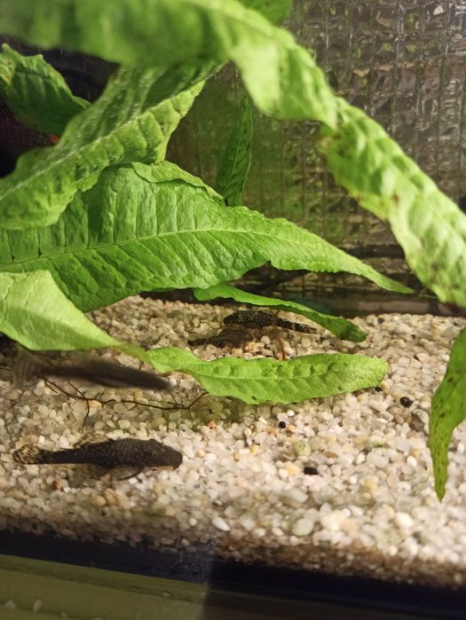 Zbrojniki niebieski glonojad zwykly