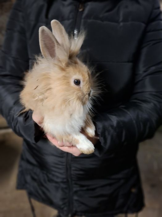 Kroliczki miniaturki Lwy !