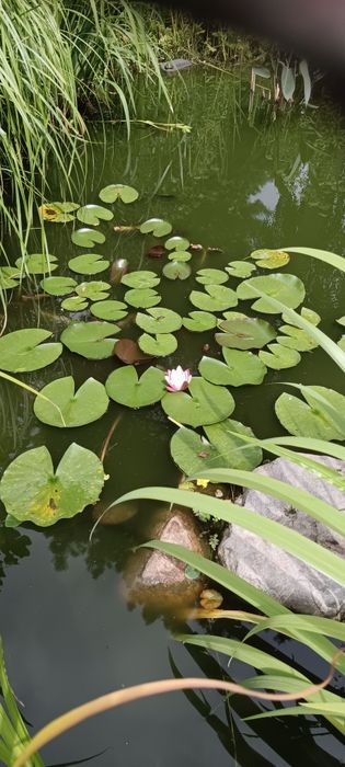 Lilia wodna, Świdośliwa lamarcka, Wiciokrzew  zaostrzony E34
