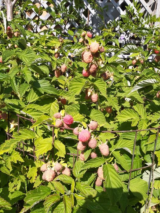 Часник Рокамболь, саженцы гибискуса, древовидной черники (ирга)