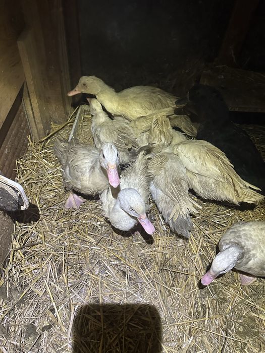 Kaczki francuskie 4 mieisce