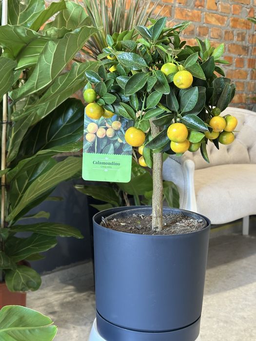 Олива, каламондин цитрус мандарин