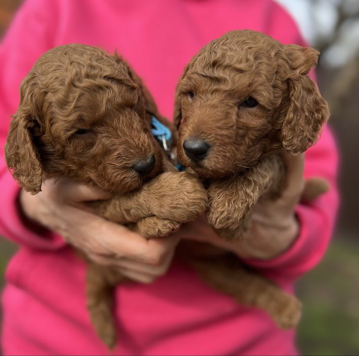 Малий ( середній) пудель цуценята в Києві