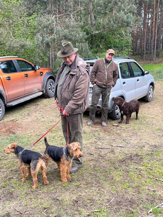 Terier Walijski szczeniak ZKwP FCI welsh terrier piesek