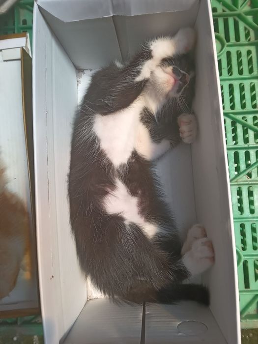 Dou gatinho bebe