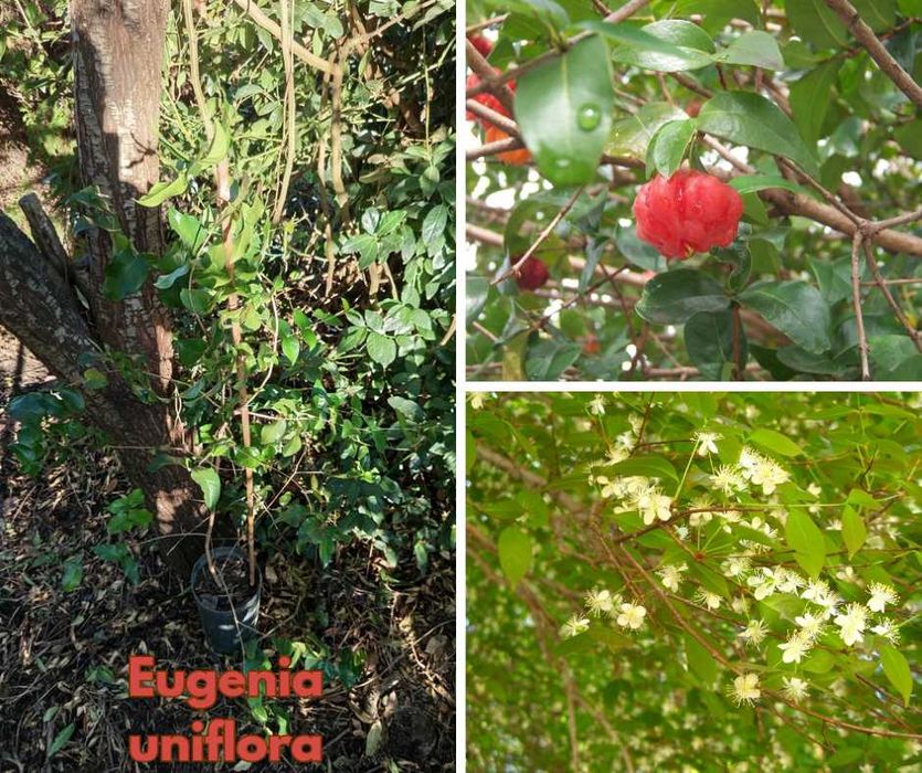 Eugenia uniflora (Pitanga)