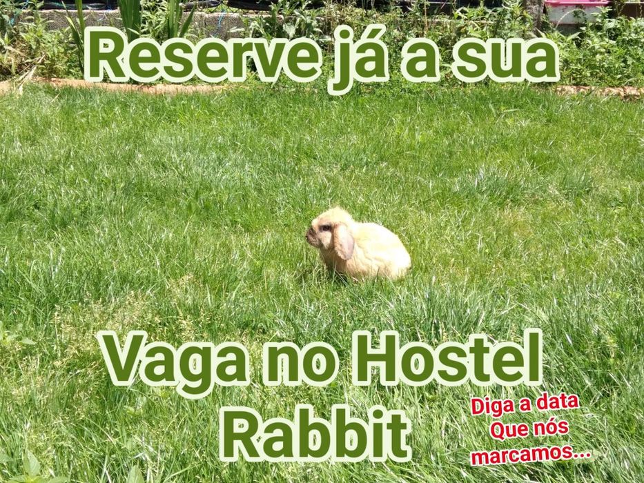 Uber+ Hostel Rabbit ( estadia e transporte para coelhos de estimação)