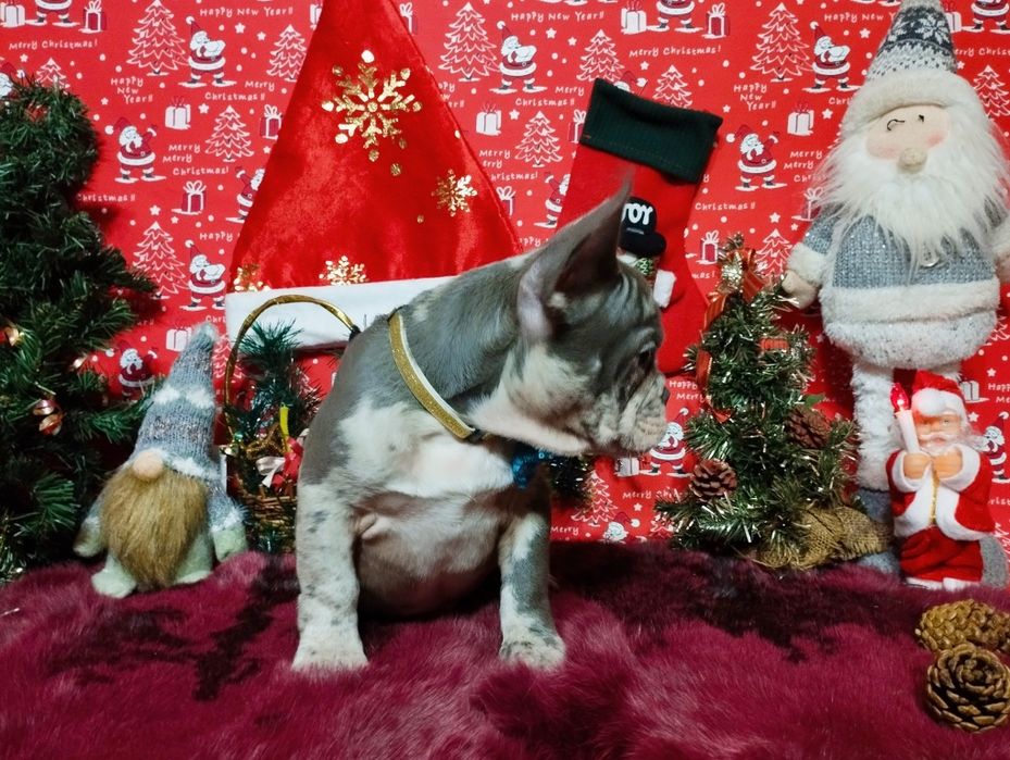 Суперовый кобель с документами. Чудо в дом на Новогодние праздники.