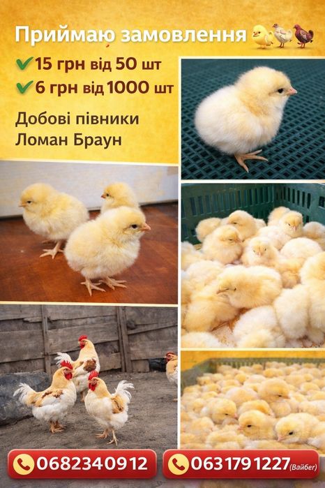 Добові півники Ломан Браун петушки циплята півники опт 6 грн