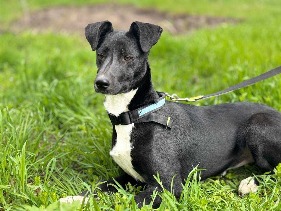 Метис терьер 6- 7 місяців