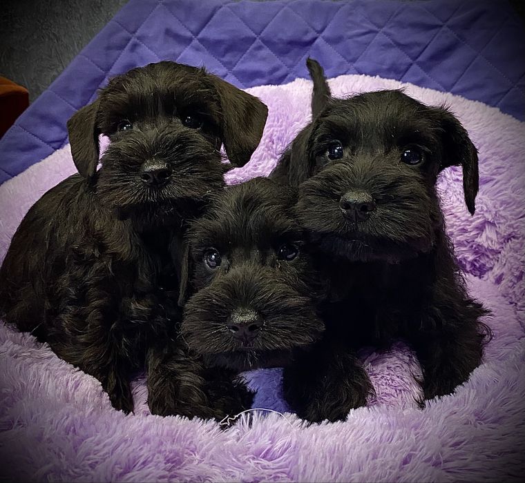 Цвергшнауцер мальчики и девочки