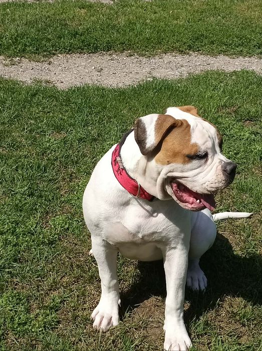 Buldog Amerykański  Suczka 6 miesięcy