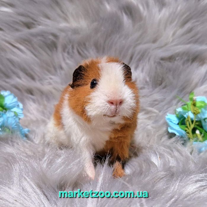 Унікальний біло-рудий хлопчик тедді – ваш майбутній фаворит!