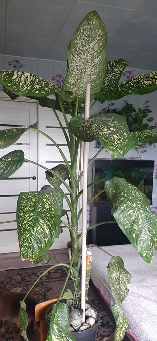 Продам диффенбафию