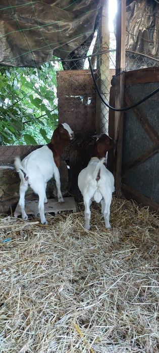 Casal Boer puros