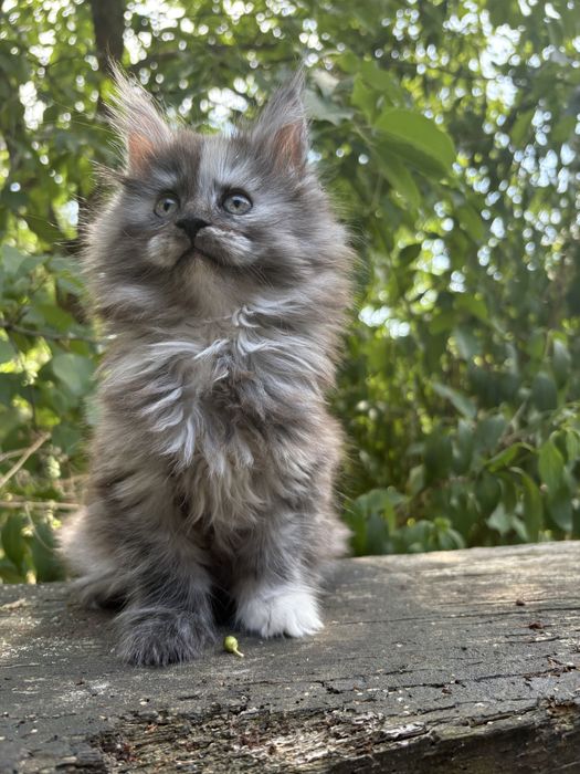 Main Coon -kotka do hodowli FPL-Dunka