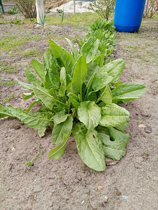 Warzywa i owoce prosto z ogrodu