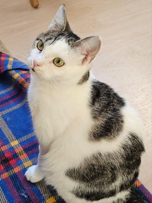 Cukne kotki do adopcji. Ostoja Mruczków