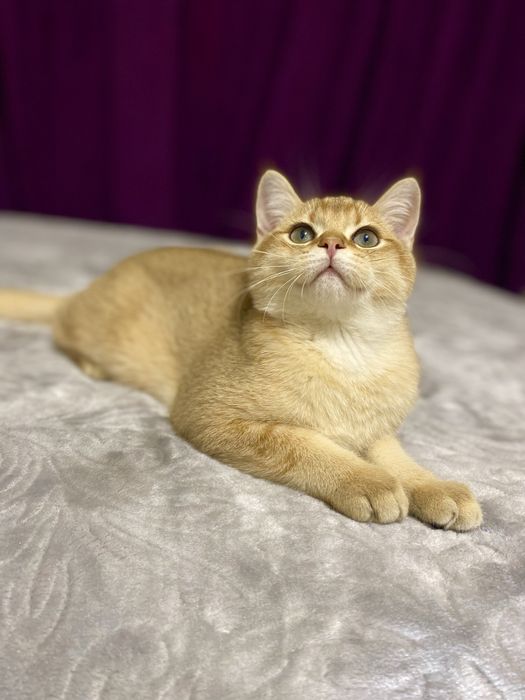 Британские Золотые шиншиллы