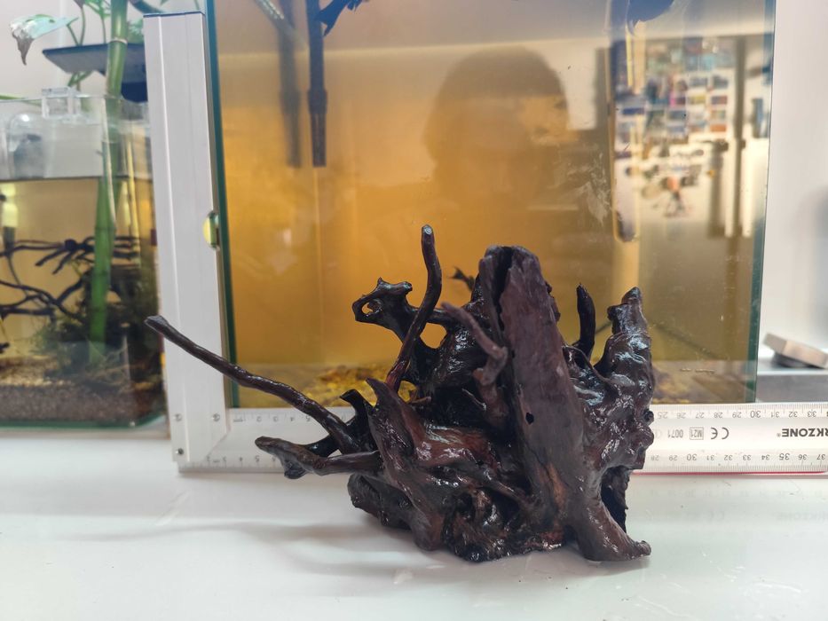 Urgente Aquariofilia, aquário, plantas e peixes