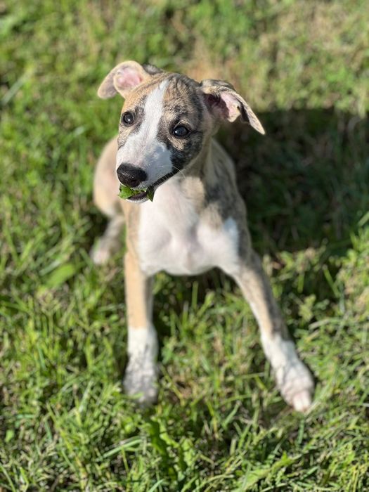 Chart Angielski-Whippet sunia Djuna*FCI