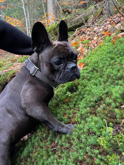 Вʼязка Французького Бульдога Самець