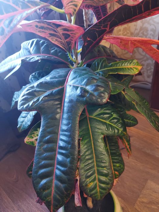 Кротон 111 см без горшка