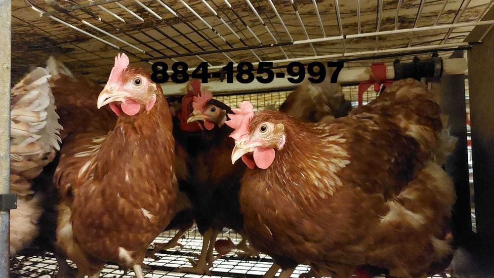 Młode nioski odchowane kury kurki z jajkiem Messa Lohmann Brown