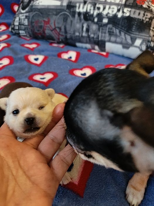 Цуценята чіхуахуа