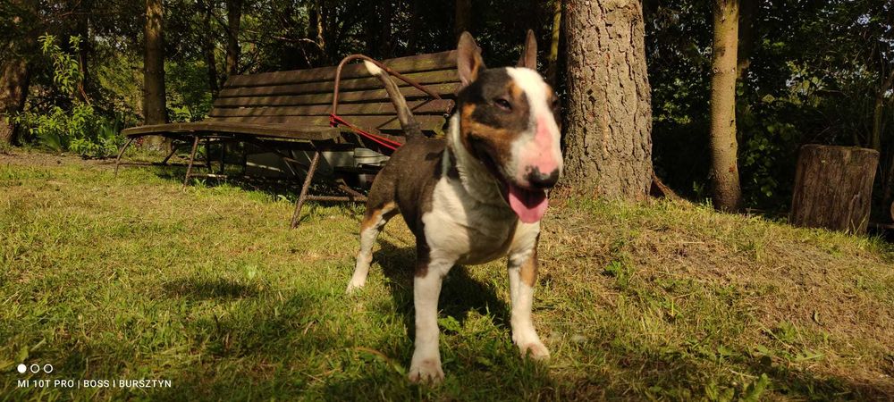 Bulterier miniaturowy pies hodowlany FCI/ZKwP na sprzedaż