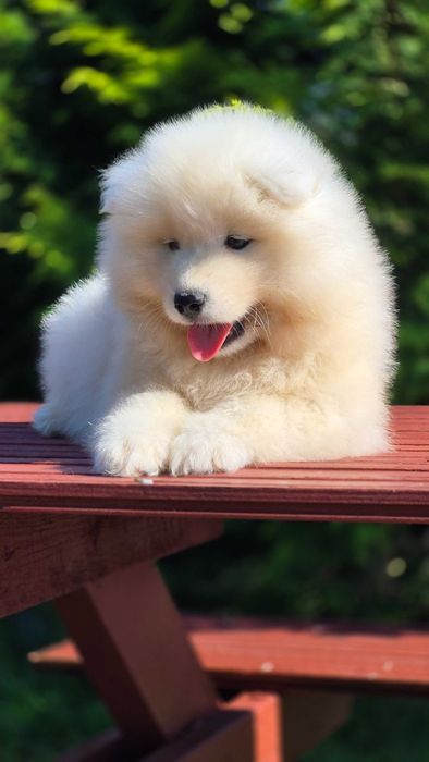 Samoyed Szczenie ZKWP/FCI