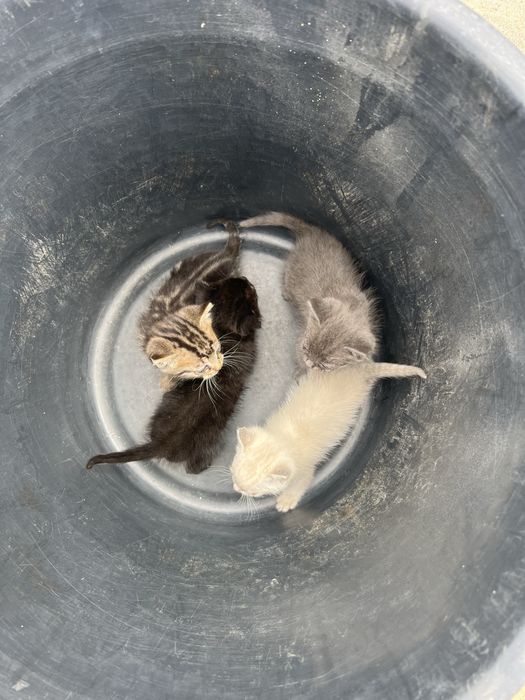Gatinhos para adoçao