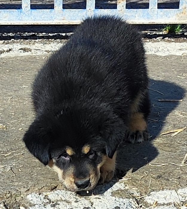 Продам хлопчика та дівчат! Дзвоніть