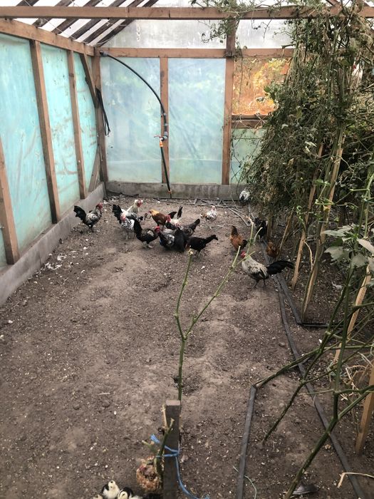 Декоративні кури Бентамки