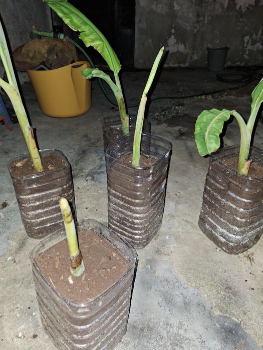 Bananeira para plantar