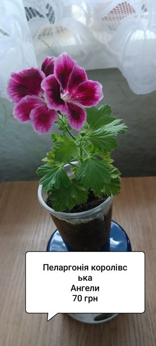 Пеларгонія королівська