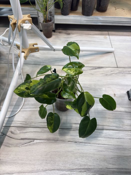 philodendron burle marx variegata