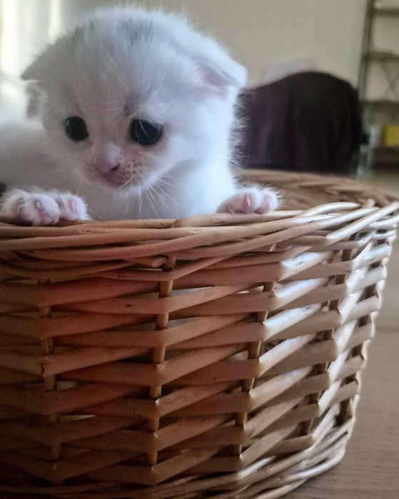 Доступні до бронювання кошенята 
Scottish Straight та Scottish Fold:
 2 дівчинки та 1 хлопчик