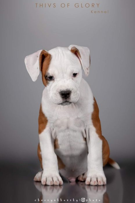 Шикарные мальчики амстафа