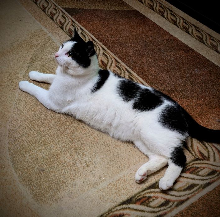 Oskar 2 lata, przyjazny,adopcja.