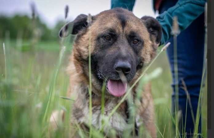 FOKUS duży pies o gołębim sercu