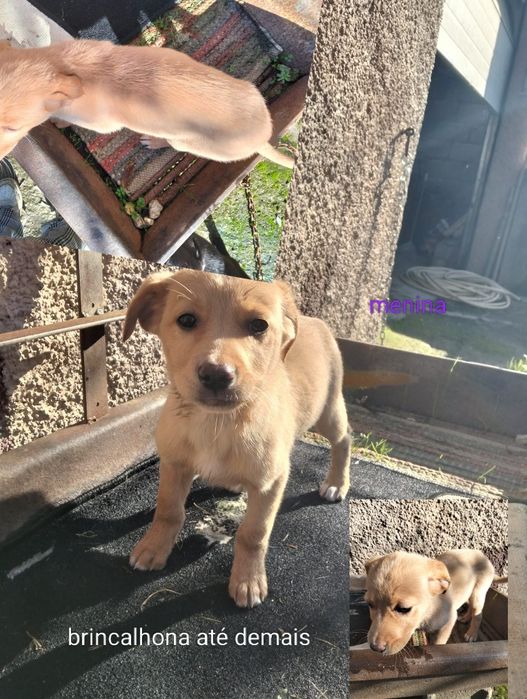 Cachorrinhos Labrador para adoção