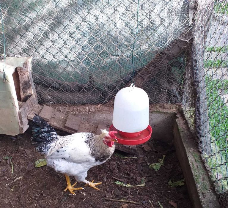 Vendo 2 Galos 5 meses 15€/cada