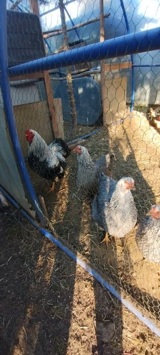 Wyandotte srebrnołuskowana olbrzymia jaja, jajka lęgowe.