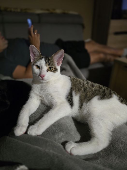 Do adopcji - Toro