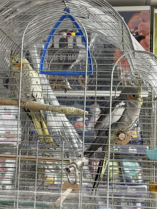 Ручні тваринки , дуже гарні та контактні