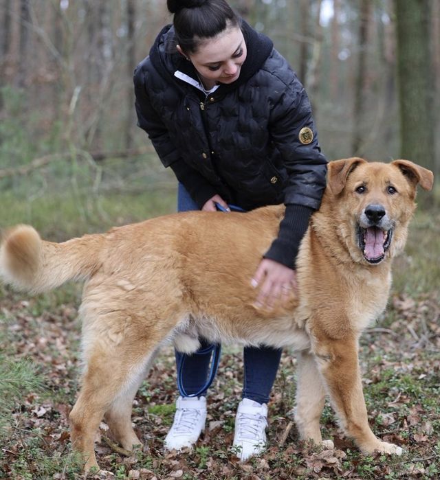 Piesek okolo 8 lat