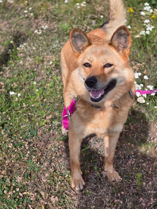 Piękna i grzeczna sunia do adopcji!